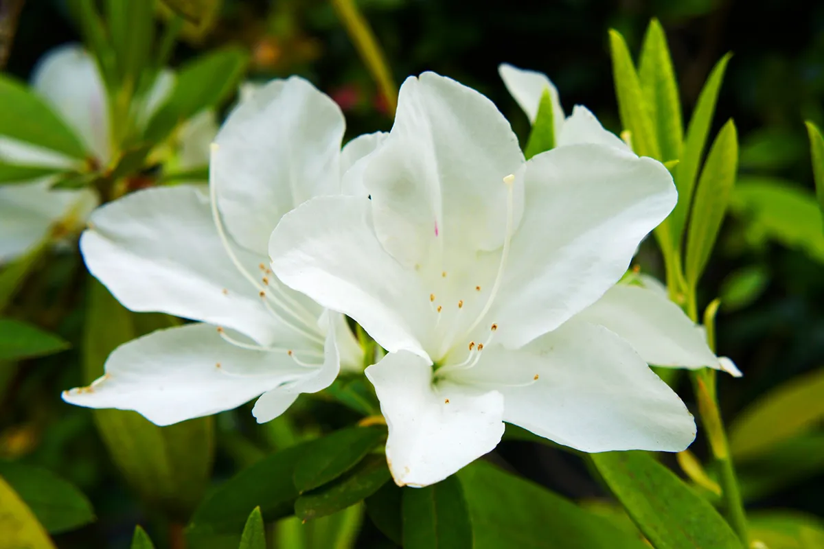 4月頃に美しい花を咲かせます